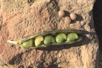 グアーガム変性品（工業・製紙）