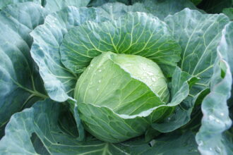 キサンタンガム