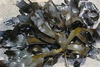 アルギン酸ソーダ