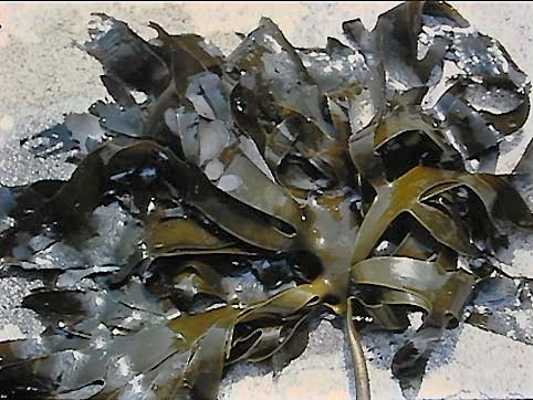 アルギン酸ソーダ