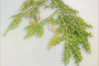 ダイユータンガム